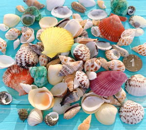 กระเป๋าเปลือกหอยตกแต่งธรรมชาติขัดเงาสินค้าพรีเมี่ยมจากเวียดนามจัดส่งรวดเร็วโรงงานเครื่องประดับ DIY ส่งตรงจากโรงงานทั่วโลก - Product Image 1