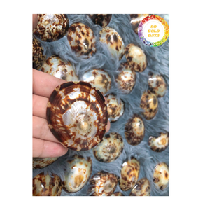 Coquillage polonais fait à la main du Vietnam Forme naturelle unique pour la conception artistique et l'artisanat de souvenirs - Product Image 6