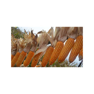 Alimentation animale de maïs jaune/consommation humaine jaune d'alimentation animale de maïs - Product Image 1