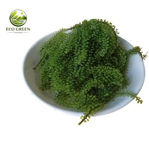 Raisins de mer comestibles Caulerpa Lentillifera aromatisés, séchés, qualité supérieure, emballage sous vide, vente en gros - Product Image 3