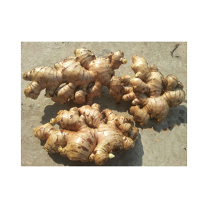 Racine entière naturelle de gingembre frais pour plateaux de vente au détail kits de repas et étagères d'épicerie, cultivée au Vietnam, qualité d'affichage premium - Product Image 1