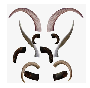 Corne de chèvre Ram Shofar à bas prix Tenture murale Article décoratif Vente chaude - Product Image 4