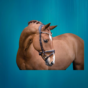 Bande de front de bride de cheval de haute qualité avec le cristal de concepteur - Product Image 4