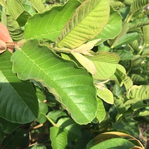 MEJOR VENDEDOR 2023 HOJA DE GUAVA SECA CON ALTA CALIDAD HECHO EN VIET NAM PRODUCTO AL MEJOR PRECIO DE BLUE LOTUS FARM VIET NAM - Product Image 2