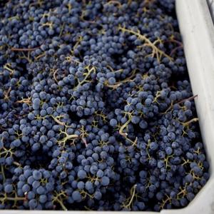 องุ่นดำรอยัลเกรดพรีเมียมสำหรับส่งออกขายส่ง ฤดูใบไม้ร่วง ขนาดใหญ่ ไม่มีเมล็ด เกรด 1 สำหรับส่งออกจำนวนมาก - Product Image 3