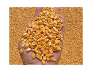 Maíz Amarillo 185g, Maíz Amarillo Puro Orgánico Limpio y Seco / Maíz Amarillo Seco a Granel Disponible - Product Image 3