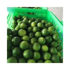 Vietnam citron vert frais sans pépins/citron frais/citron sans pépins nouvelle culture 2024 origine Vietnam de haute qualité et bon prix à partir de 99GD - Product Image 5