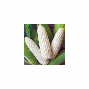 Maíz blanco no GMO Maíz 50kg Embalaje Maíz secado al aire a la venta - Product Image 2