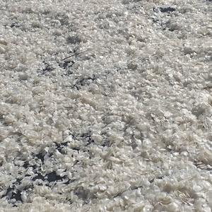 เกล็ดปลาแห้งแบบธรรมชาติสำหรับคอลลาเจนจากเวียดนามเกล็ด100% - Product Image 5