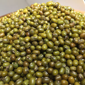 Moong dal vert de qualité export, avec un taux d'humidité maximal de douze pour cent et un taux de particules étrangères minimal de zéro point cinq pour cent, nettoyé. - Product Image 5