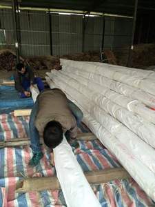 Núcleo de mimbre crudo de VIETNAM, MATERIAL de ratán blanco para correa de caña - Product Image 3