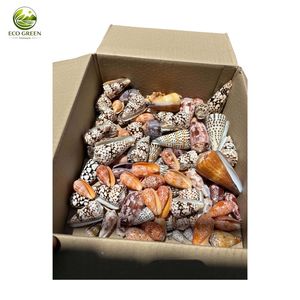 เปลือกหอยธรรมชาติ Cypraea Caurica ขัดเงา แต่งสีแบบเคลือบ สัมผัสเหมือนจริง ขนาดสั่งทำได้ เป็นมิตรต่อสิ่งแวดล้อม สีเขียว ผลิตในเวียดนาม สำหรับงานศิลปะพื้นบ้านและของสะสม - Product Image 6