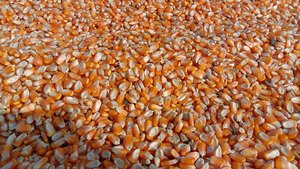 Maíz de maíz dulce amarillo, tipo blanco para consumo humano y alimentación animal, estilo seco - Product Image 5