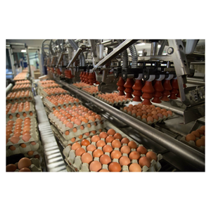 Huevos de mesa de pollo fresco de granja Huevos de pollo de cáscara marrón y blanca/Variedad de tamaño L, XL Producto Huevos de mesa frescos Oferta Muestra gratis - Product Image 6