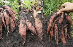 Patatas dulces púrpuras frescas de Vietnam de alta calidad con precio competitivo - Product Image 3