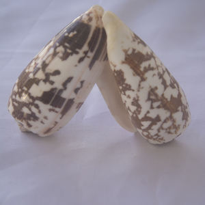 Conidae Conus Striatus Shell SEASHELL JEWELRY Motivo natural pulido - Product Image 6