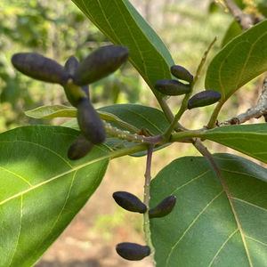 Harad noir séché au soleil fruits secs entiers de la région vallonnée de l'ouest du Maharashtra Inde produit agricole - Product Image 1