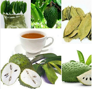 Polvo de hoja de Guanábana de alta calidad: a granel sostenible de Vietnam - Product Image 2