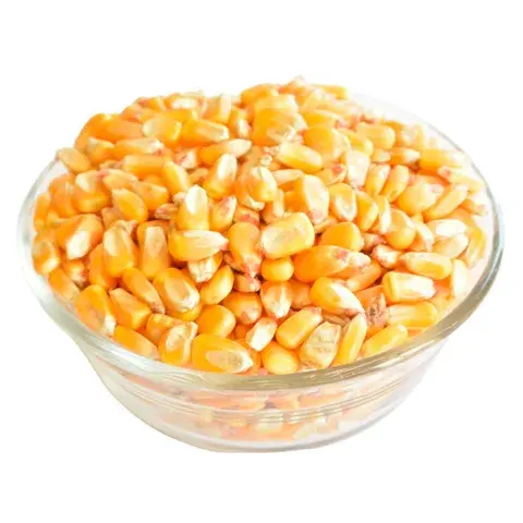 Wholesale White maize and Yellow Corn (Popcorn Human Consumption & Animal Feed) - Whole Yellow Corn Kernels Bulk