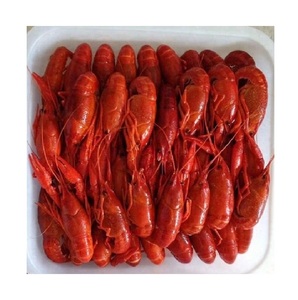 Langostas (mariscos) canadienses Frescos/vivos/congelados de alta calidad disponibles para la venta a bajo precio - Product Image 4