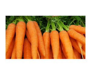 Ferme biologique-Carottes fraîches en vrac Légumes sucrés et naturels prêts pour l'exportation Approvisionnement sain à bas prix - Product Image 5