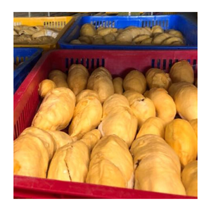 Trozos de Durian congelados de Vietnam, pulpa de Durian IQF, procesados para exportar batidos, postres y bebidas - Product Image 1