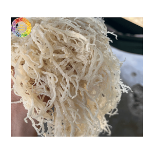 Premium Unsalted <b>Dried</b> Sea <b>Moss</b> Seaweed, Golden Irish <b>Moss</b> for Seamoss Gel, 25kg Bulk Packing, Wildcrafted Chondrus Crispus - Product Image 2