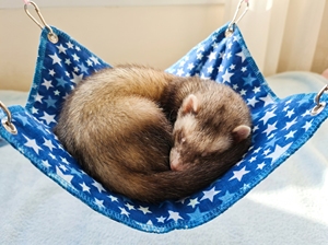 Small Animal Hammock Bed L 30×40cm – Washable Hanging <b>Cage</b> Hammock for Hamsters, <b>Ferrets</b>, Rats, Guinea Pigs, Chinchillas - Product Image 3