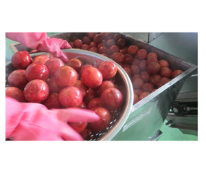เสาวรสสดพรีเมียมจากเวียดนามสำหรับส่งออก - เสาวรสสีเหลืองและสีม่วงสำหรับทำน้ำผลไม้และเครื่องดื่ม - Product Image 6