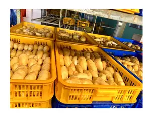 准备出口100% 天然榴莲水果冷冻月甜味准备食用供应品牌来自越南