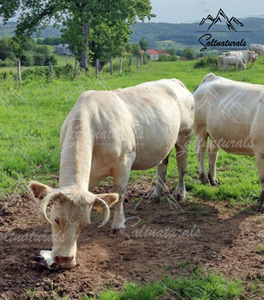 หินเลีย10-15กก. เกลือธรรมชาติทำด้วยมือจากสัตว์หิมาลัย - Product Image 6