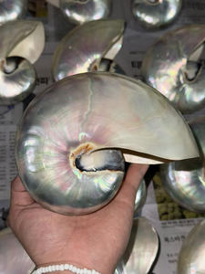 Le coquillage de Nautilus transforme le décor de mariage de plage en centres de table mémorables pour les événements - Product Image 2