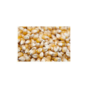 Suministro a granel de maíz blanco para procesadores y distribuidores de alimentos - Product Image 6