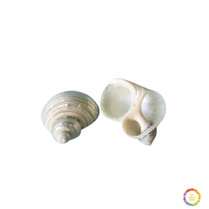 Anillo de Servilleta de Concha Marina Blanca, Anillo de Servilleta de Concha Marina Natural para Decoración de Mesa de Boda en la Playa, Fabricante - Product Image 5