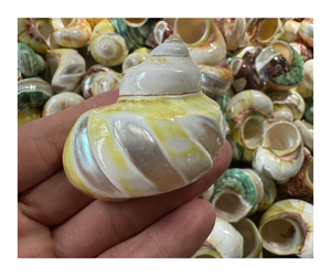 Concha de cuarzo Sun Shell Stone Energy Healing Crystal Crafts Sun Shell Shiva Heart para regalo de boda - Product Image 2