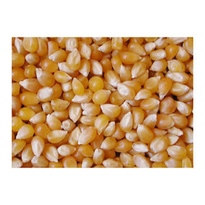 Compra de maíz amarillo/amarillo para alimentación animal, para consumo humano, no gmo, amarillo - Product Image 2