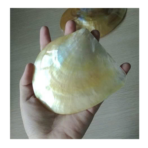 Coquillages de nacre luxueux de qualité supérieure, prix bon marché, élégance naturelle-parfait pour l'artisanat de qualité supérieure - Product Image 5