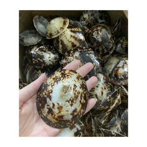 Recién llegado, Lapa de mar pulida a mano, artesanía de playa, conchas decorativas a granel de Vietnam, estilo Animal oceánico - Product Image 1