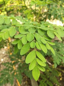 Poudre de feuilles de Moringa 100% authentique et pure, certifiée GMP, testée en laboratoire, livraison mondiale - Product Image 5