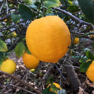 Limones frescos cosechados en la granja Eureka Limones frescos Eureka con alto contenido de jugo 100% para suministro y procesamiento a granel - Product Image 5