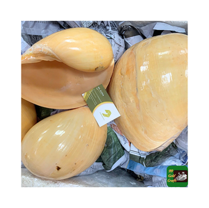 Involucro portagioie da donna <span class=keywords><strong>di</strong></span> nuovo design in conchiglia naturale 99 dati in oro/casco conchiglia a destra - Product Image 5