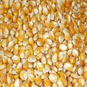 Granos de Maíz Amarillo Secos de Grado Alimenticio, Cultivo Común No Glutinoso para Consumo Humano, Calidad de Exportación, En Venta - Product Image 1