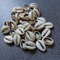 Kerang Cowrie Afrika Asli Potongan Tengah Cypraea Annulus Campuran |   Kerajinan Seni Kerang Laut Alami yang Dipoles Ramah Lingkungan MS
