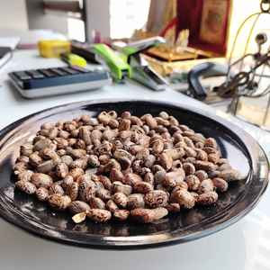 Semillas de aceite de ricino de alta calidad, procesamiento crudo de estilo seco a la venta - Product Image 1