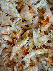 CÁSCARA DE CAMARÓN VIETNAMITA CALIDAD PREMIUM PARA EXPORTACIÓN A GRANEL CON LOS MEJORES PRECIOS Y SUMINISTRO CONFIABLE - Product Image 5