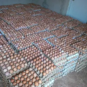 Fertile Hatching Chicken Egg / Fresh Chicken Table Eggs/Quail Eggs for Sale