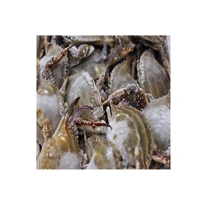 Agua de cangrejo de mar fresca/congelada de alta calidad a precio barato - Product Image 5