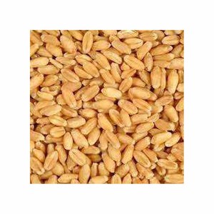 กลูเตนจากข้าวสาลีที่สำคัญแบบแห้งสำหรับใช้เป็นอาหาร - Product Image 2