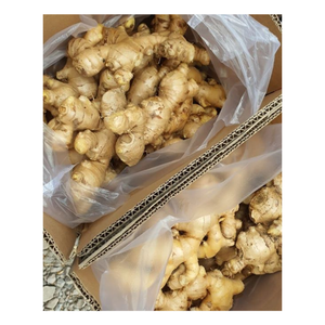 Gingembre frais doré avec des fibres juteuses parfum terreux goût fort et corps ferme couramment utilisé dans divers processus alimentaires - Product Image 4