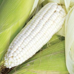 Maíz Blanco Premium de Alta Calidad, No Glutinoso, Seco, en Bolsas de PP de 25/50 Kg, Precio de Fábrica, Venta Caliente en los Países Bajos - Product Image 3